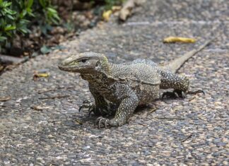 Kto daje skierowanie na aparat słuchowy?