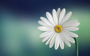 Co oznacza biały nalot na dziąśle?