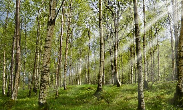Co należy zrobić po wyjęciu kleszcza?