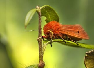 Ile kosztuje metamorfoza zębów?