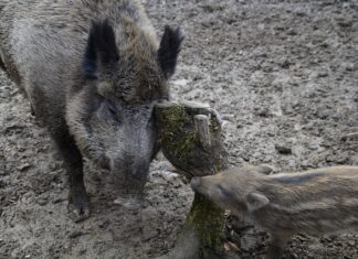 Co zrobić żeby się nie drapać? Co zrobić żeby się nie drapać?